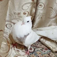 کبوتر|پرنده|سوسنگرد, |دیوار