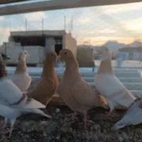 اوقون ترک زرد کرمونی وسرخ و زرده کرمونی|پرنده|تربتحیدریه, ۴۵ متری|دیوار