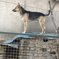 سگ نگهبان