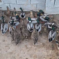 اردک سبز خضیری|حیوانات مزرعه|شادگان, |دیوار