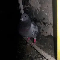 همه کبوترا ماله شهرستان هستن