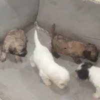 نژاد شیتزو ،، تریر|سگ|دزفول, |دیوار