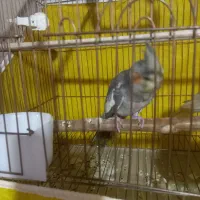 عروس هلندی|پرنده|اهر, |دیوار