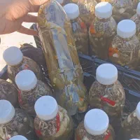 خیارشور درجه ۱|خوردنی و آشامیدنی|اشترینان, |دیوار