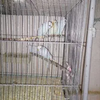 تعدادی مرغ عشق ابروبادی|پرنده|یزد, |دیوار