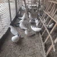 فروش تعدادی دمبی