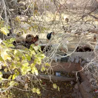 نربز جلو کش