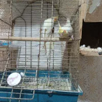 عروس هلندی و طوطی برزیلی معاوضه با