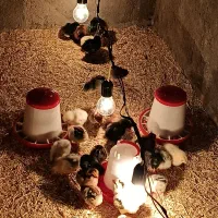 جوجه|حیوانات مزرعه|مهریز, |دیوار
