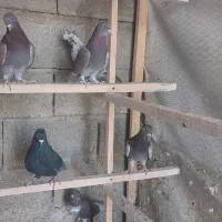 کبوتر پرشی تیرماهی