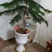 گلدان