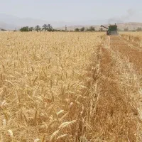 گندم چمران ۲