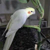 یه جفت عروس هلندی