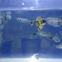 گوپی تایگر هالفمون|ماهی|اصفهان, شهرک ولیعصر|دیوار