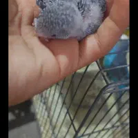 جوجه مرغ عشق|پرنده|تهران, هفت چنار|دیوار