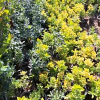 شمشاد طلایی سطل ۳|گل و گیاه طبیعی|شهریار, شهریار|دیوار