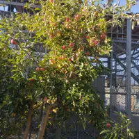 زمین کشاورزی|اجارهٔ دفتر صنعتی، کشاورزی، تجاری|زنجانرود, |دیوار