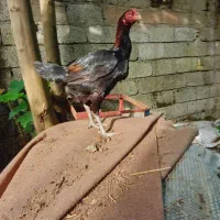 مرغ لاری تخم گزار