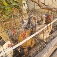 مرغ وخروس برهماامپراطور اصل|حیوانات مزرعه|رزن, |دیوار