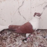 کبوتر عطیقه