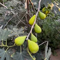 فروش نهال گلابی بیروتی درگزی اسپادانا