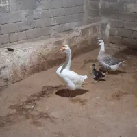 غوغاز در حمیدیه