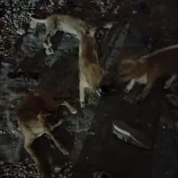 دوعدد توله سگ