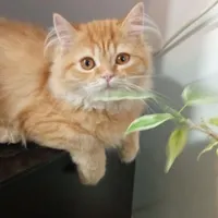 گربه پرشین گارفیلد