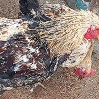 تعدادی خوروس بفروش میرسد|حیوانات مزرعه|پیشوا, |دیوار