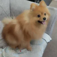 سگ گمشده  پامرانین