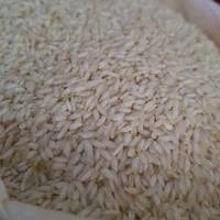 برنج عنبربو رستگار امسالی1404(جزئی وکلی)|خوردنی و آشامیدنی|مشهد, رسالت|دیوار