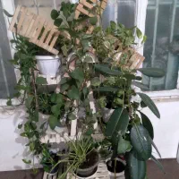 گل وگیاه ساختمانی