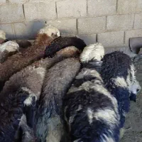 بره ماده خوب ترکی