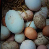 تخم اردک پروازی تخم غاز