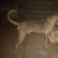 آگهی بخون|سگ|بهبهان, |دیوار