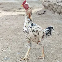 خروس افغان|حیوانات مزرعه|خاش, |دیوار