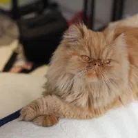 پرشین سوپر فلت