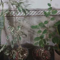 گل طبیعی|گل و گیاه طبیعی|باقرشهر, |دیوار