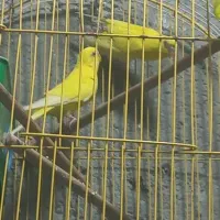 مرغ عشق|پرنده|شادگان, |دیوار