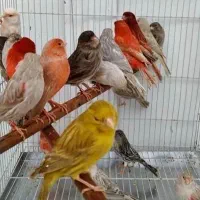 قناری|پرنده|رامهرمز, |دیوار