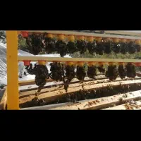 ملکه باکره کارنیکا المانی