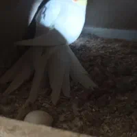 یه جفت عروس هلندی بالغ در حال تخم گذاری|پرنده|نگین شهر, |دیوار