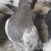 کفتر کله سرخ