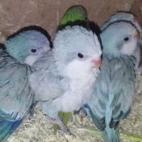 فروش جوجه راهب بلو اسکای و بلو و گرین