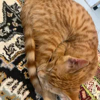 واگذاری گربه دی اس اچ نارنجی|گربه|قزوین, |دیوار