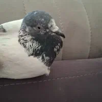 یه عدد کبوتر بفروش میرسد