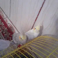 عروس هلندی|پرنده|کرباسک, |دیوار