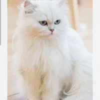 گربه واگذاری