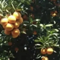 ۱۱۰۰ مترباغ ویلا فروش معاوضه بااتومبیل و اپارتمان