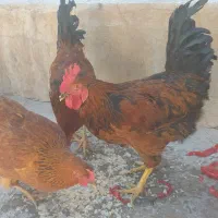 مرغ وخروس